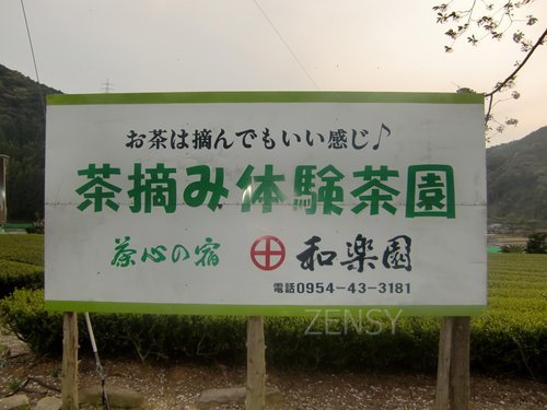 茶摘み体験茶園.JPG
