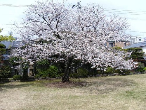 平成２２年３月２７日 庭.JPG
