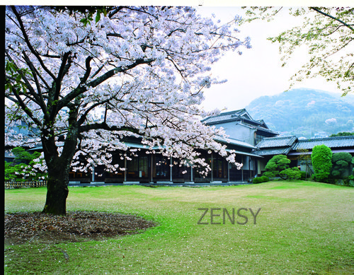桜.jpg