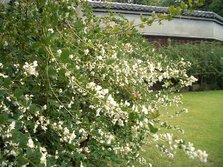 萩の花.jpg