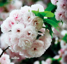 八重樱1.jpg