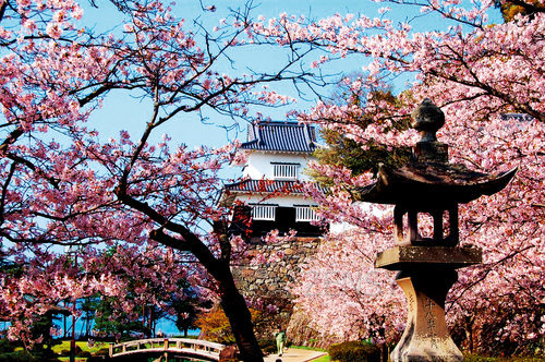 大村公園桜（灯籠）.jpg