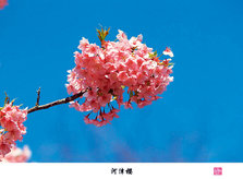 河津樱1.jpg