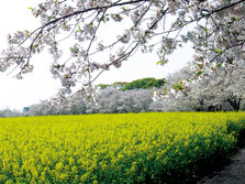西都原桜と葉の花3.jpg