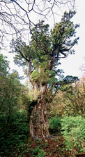 Jomon_Sugi_07.jpg