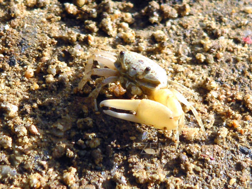 higashi village gesashi ecopark crab.jpg
