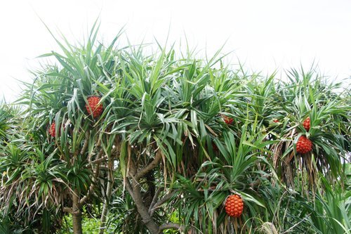 pandanus palm tree.JPG
