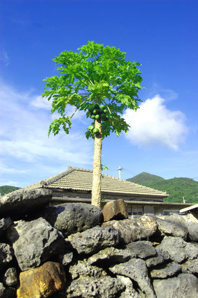 papaya tree.jpg