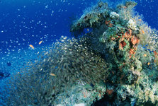 ubder water2.jpg