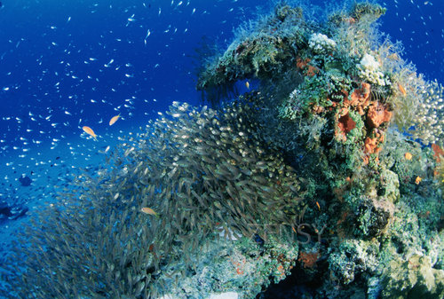 ubder water2.jpg