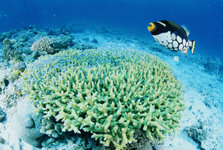 ubder water4.jpg