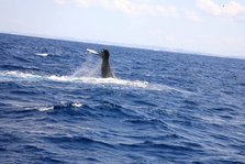 whale watching1.jpg