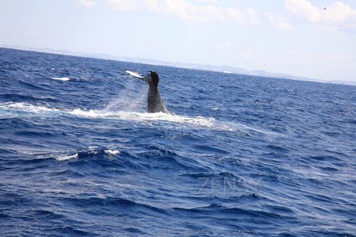 whale watching1.jpg