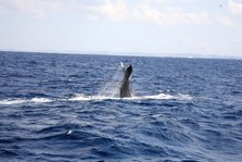 whale watching2.jpg