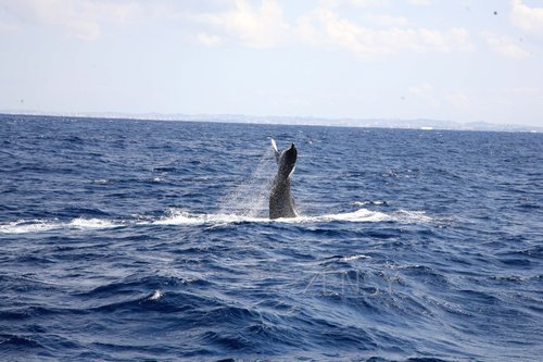 whale watching2.jpg