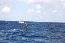 whale watching3.jpg