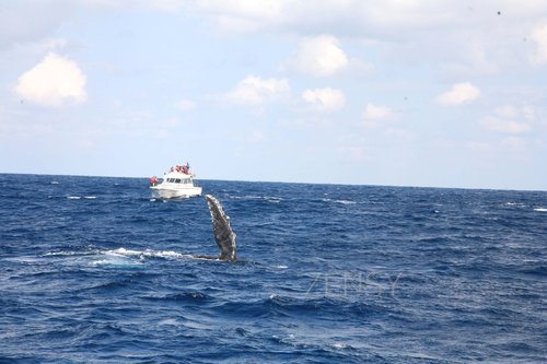 whale watching3.jpg