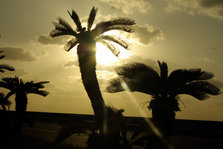 Cycad tree.jpg