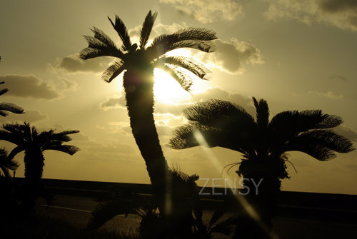 Cycad tree.jpg