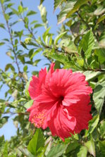 IMG_0976.JPG