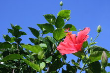 IMG_5385.JPG