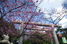 Sakura festival Nago city2.jpg
