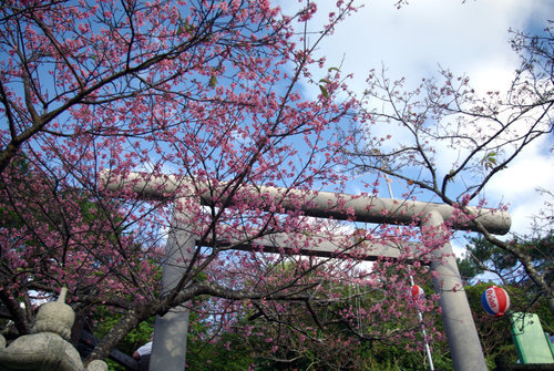Sakura festival Nago city2.jpg