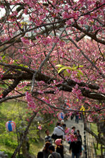 Sakura festival Nago city3.jpg