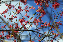 Sakura festival Nago city4.jpg