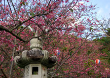 Sakura festival Nago city5.jpg