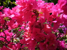 bougainvillea.JPG