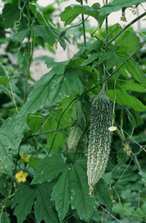 goya bitter melon.jpg