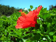 hibiscus flower2.jpg