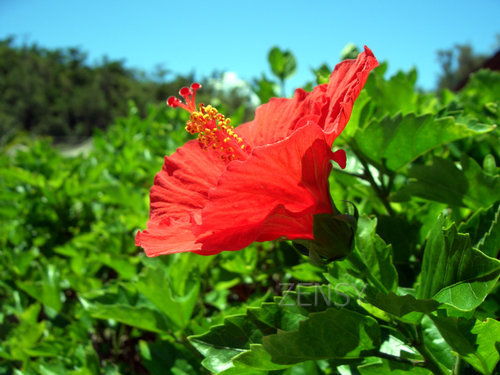 hibiscus flower2.jpg