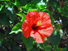 hibiscus_flower.jpg