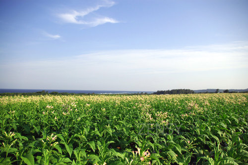 ikei island.jpg