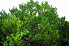 sikuwasa lime.jpg