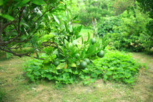 sikuwasa lime2.jpg