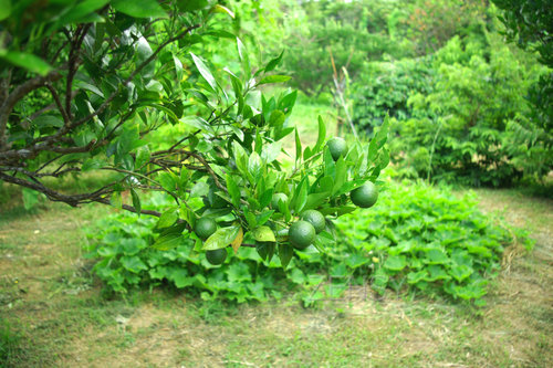 sikuwasa lime2.jpg