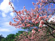 yaesakura cherry blossom.jpg