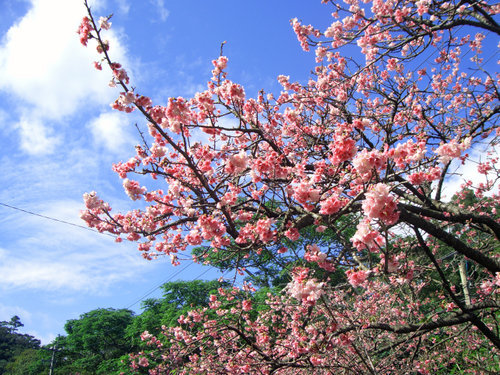 yaesakura cherry blossom.jpg