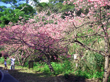 yaesakura cherry blossom2.jpg