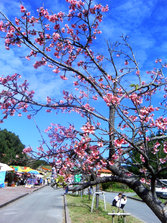 yaesakura cherry blossom3.jpg