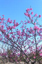 yaesakura cherry blossom4.JPG