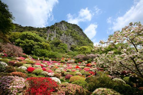 「御船山楽園」４月中旬～５月初旬の２０万本のツツジ１.jpg