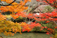 【国登録記念物】御船山楽園１１月の紅葉.JPG