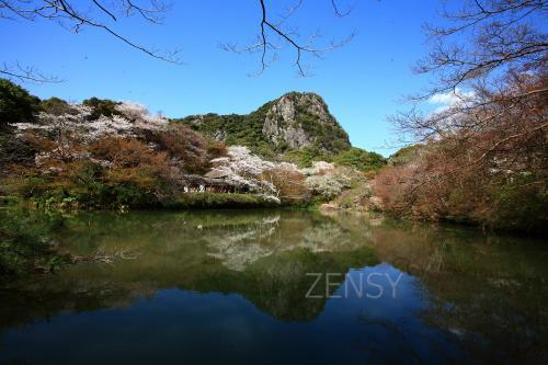 五千本の桜１.JPG