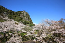 五千本の桜２.JPG