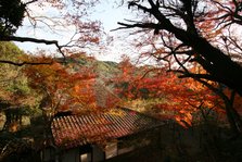 紅葉と茶室.jpg