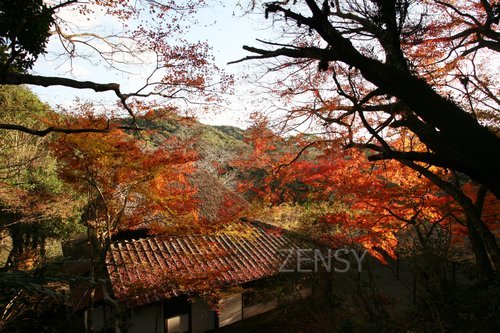 紅葉と茶室.jpg